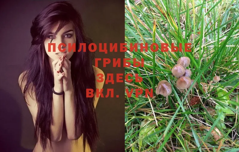 Галлюциногенные грибы MAGIC MUSHROOMS  наркота  Каменногорск 